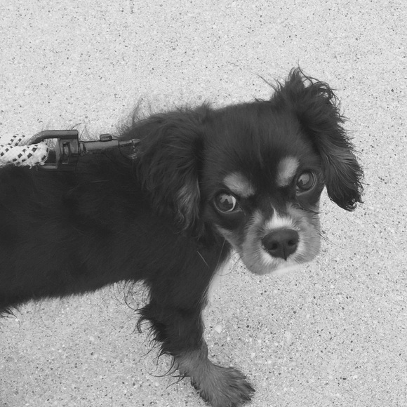 Meet your Posher, Jorie - Picture 1 of 1